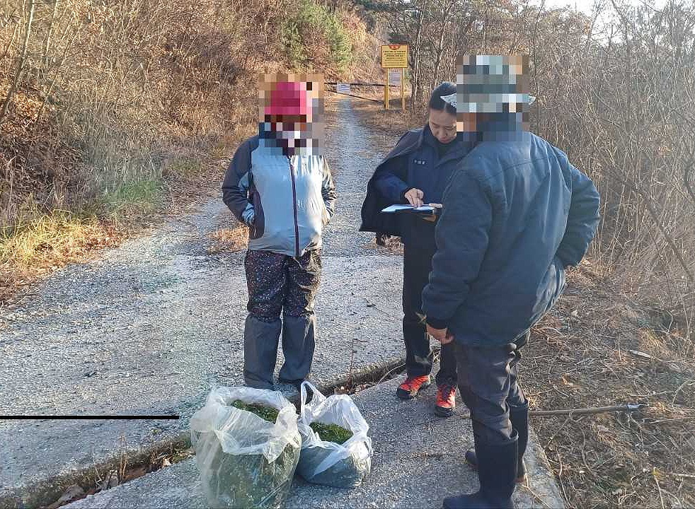 남부지방산림청이  입산 통제구역에서 임산물 무단 채취 현장을 단속하고 있다. (남부지방산림청 제공)