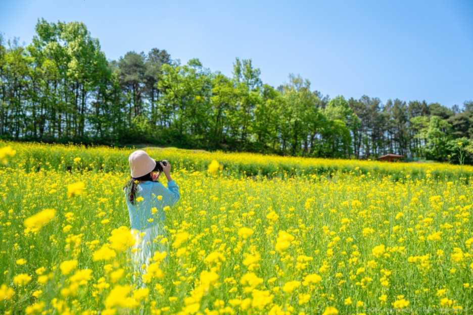 회룡포의 유채물결이 관광객을 유혹하고 있다(예천군 제공)