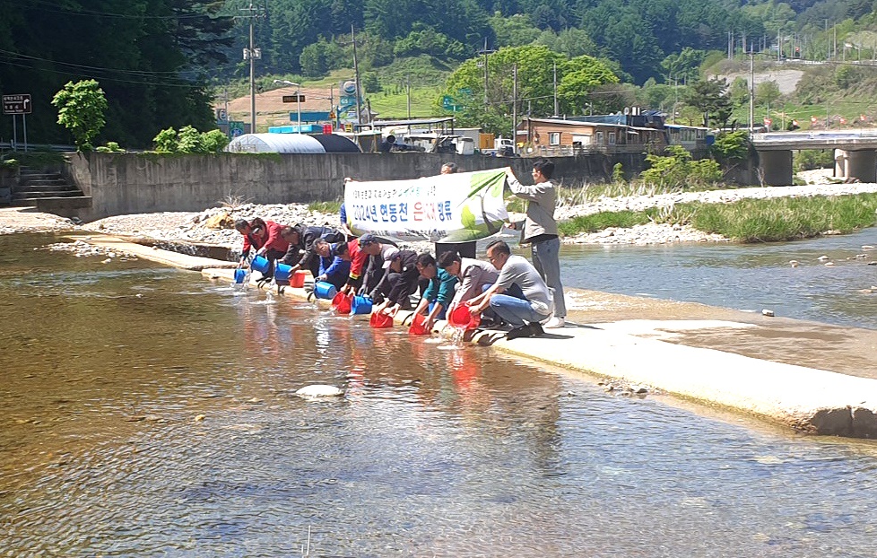 2일 봉화군이 소천면 현동천이 어린은어 6만마리를 방류했다(봉화군 제공)
