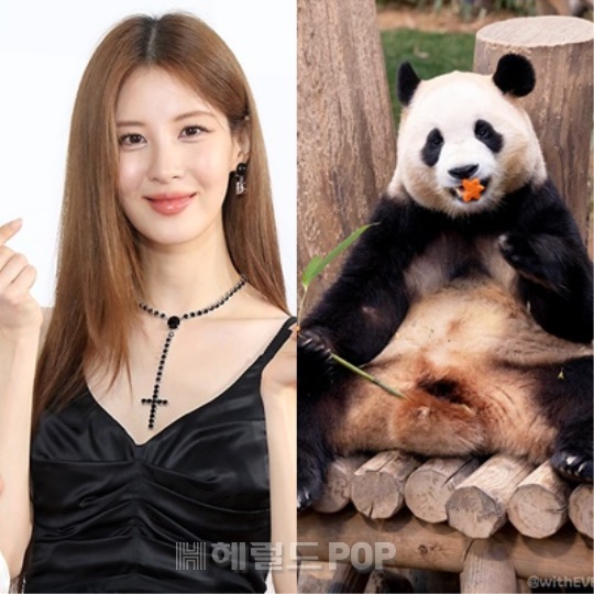 사현, 푸바오/사진=민선유 기자, 에버랜드 SNS