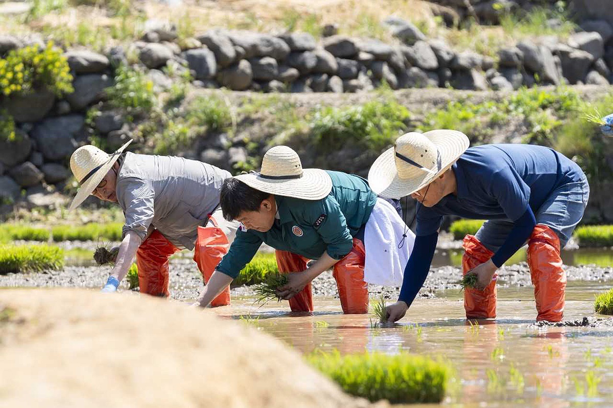 지난달31일 화산섬 울릉도에서 손 모내기 행사에서 남한권 (가운데)울릉군수가 모내기 체험을 하고 있다(울릉군 제공)