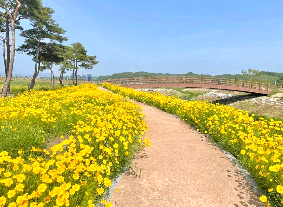 삼강문화단지에 만개한 금계국. (예천군 제공)