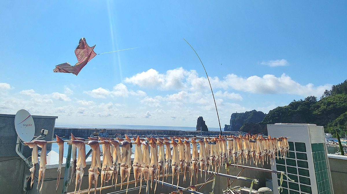5일 오후 울릉도의 한 아파트 옥상에 건조되고 있는 오징어  위로 연이 바람에 날리고 있다. 이 연은  파리.갈매기 퇴치용으로 보인다(독자제공)