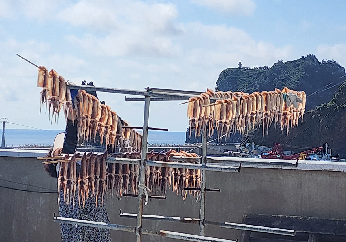 5일 오후 울릉도의 한 아파트 옥상에서 오징어가 건조되고 있다(독자 제공)
