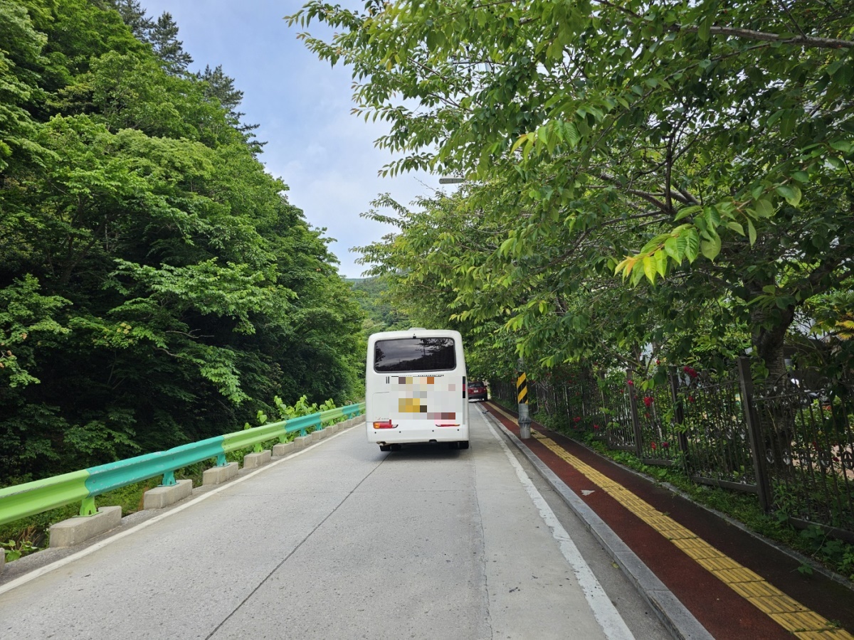 관광버스가 도로까지 뻗은 나뭇가지로 차량  스크래치방지를 위해 중앙선을 넘어 운행하고 있다(독자 제공)