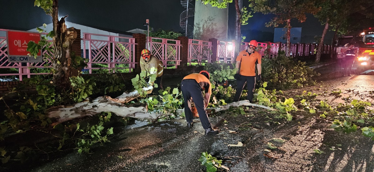 30일 오전 대구 달서구 장동의 한 도로가에 나무가 쓰러진 것을 소방대원들이 정리하고 있다.[대구소방안전본부 제공]