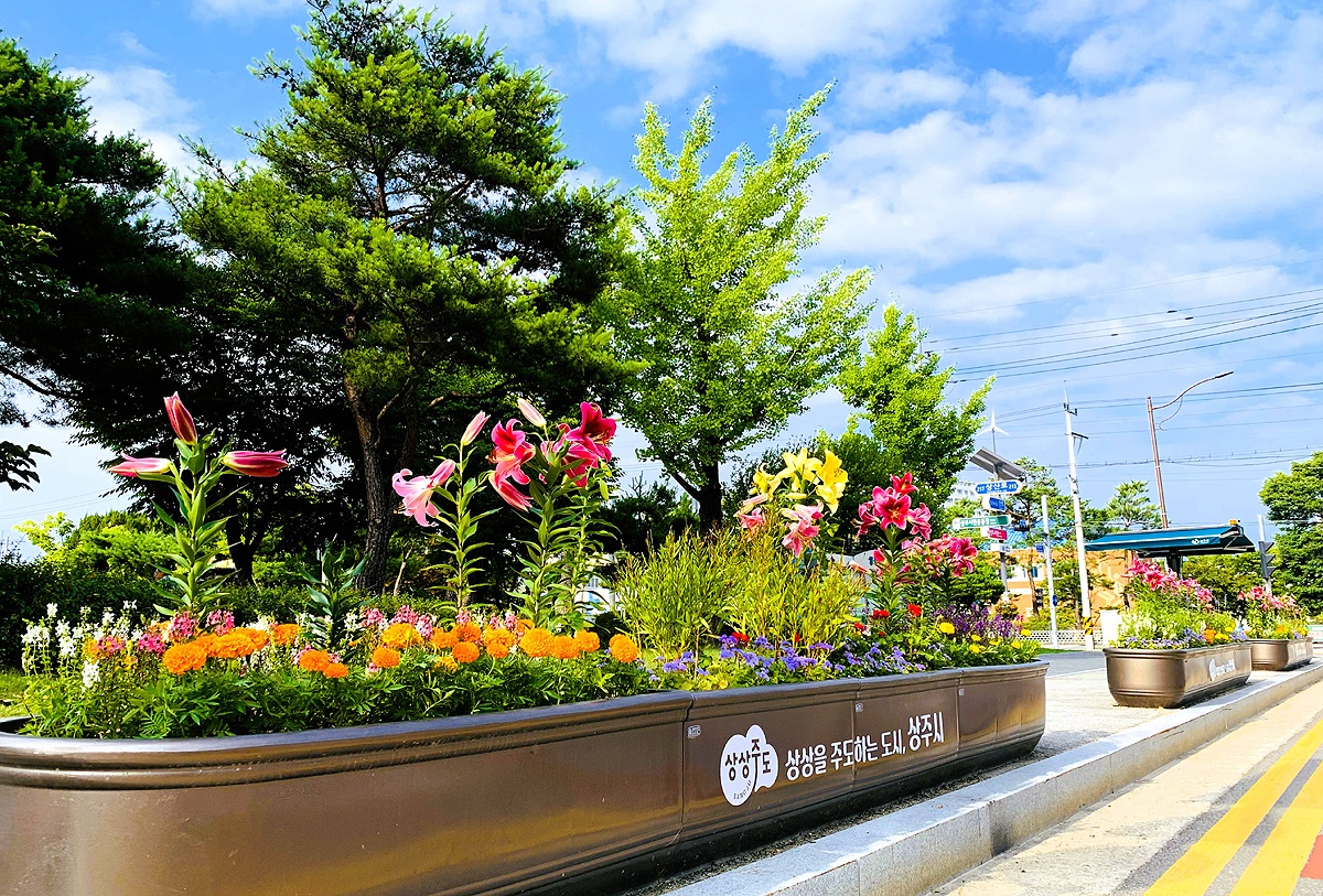 상주시가지에 백합이 활짝펴 볼거리를 제공하고 있다(상주시 제공)
