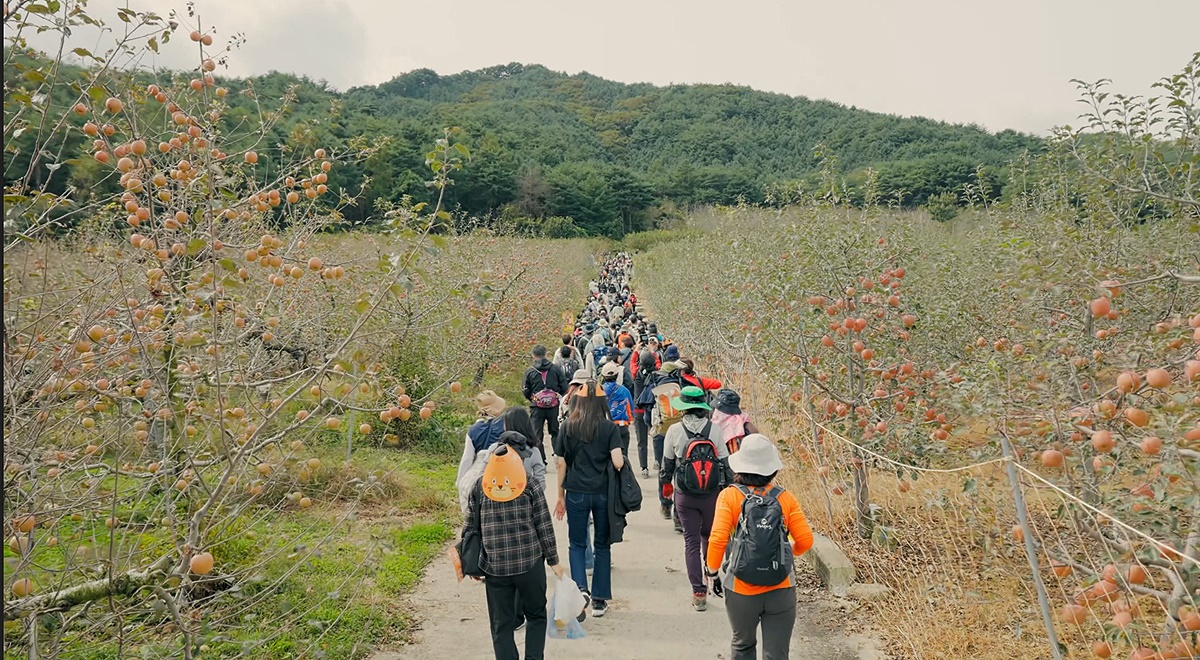 지난해 국립백두대간수목원에서 개최한 제1회 백두대간 가든하이킹 참여자들이 봉화지역 자랑인 사과밭길을 걷고 있다.(한국수목원정원관리원 제공)