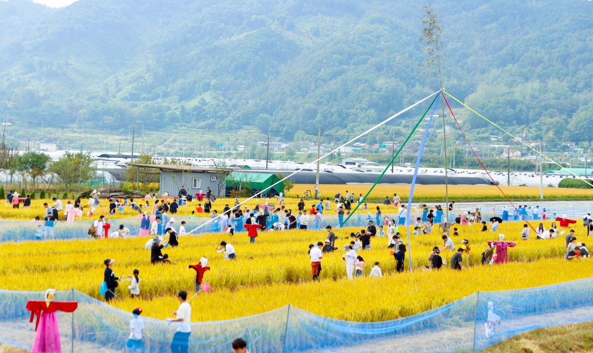 2024 성주가야산황금들녘메뚜기축제 모습.[성주군 제공]
