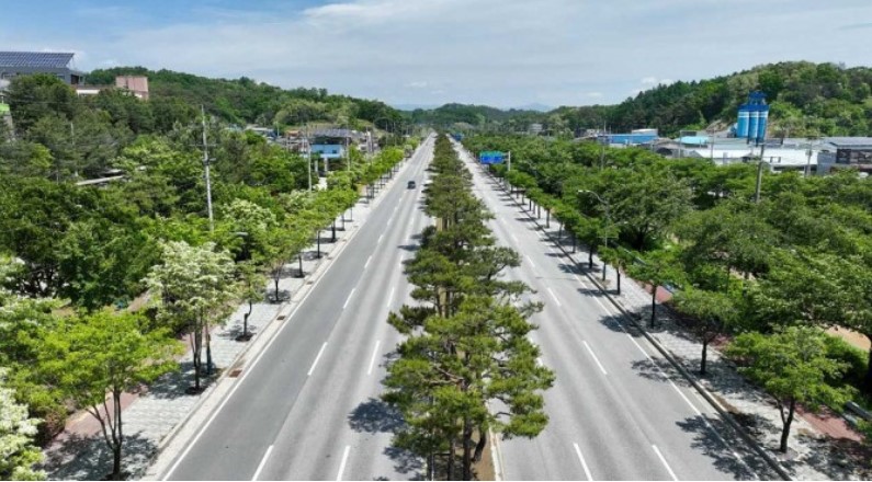 산림청으로부터 우수 가로수길로 선정된 영주 서원로 가로수길 모습, 도로 왼쪽 왕벚나무, 오른쪽 이팝나무, 중앙분리대에는 소나무가 심어져 명품 도로로 주민들로부터 사랑받고 있다(영주시 제공)