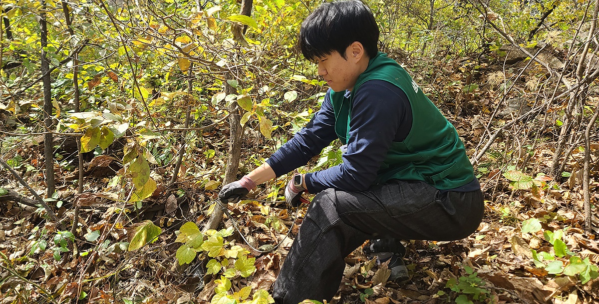 소백산국립공원사무소가  영주시 풍기읍 삼가리(당골 등) 일원에서 불법 엽구를 집중적으로 수거했다(소백산 국립공원 사무소 제공)