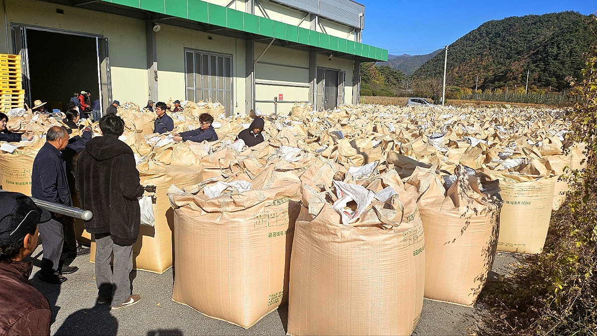 봉화군이 12일부터  물야면을 시작으로 2024년산 공공비축미와 시장격리곡 매입에 나섰다(봉화군 제공)