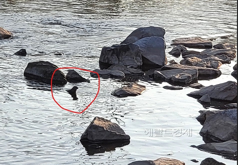 25일 오전 8시20분쯤 영주 서전에서 수달1마리가 목격됐다. 몸동작이 워낙 빨라 촬영에 애를 먹었다(사진=김성권 기자)